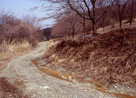 桜の広場前