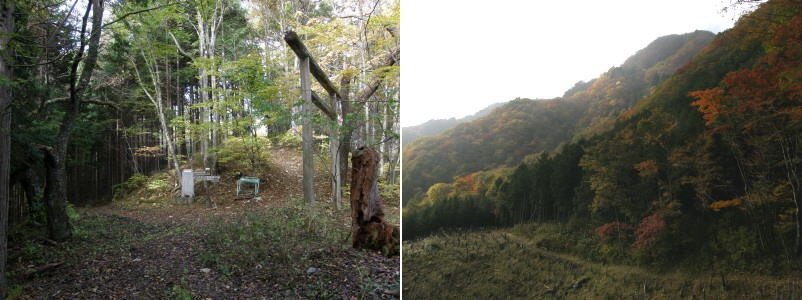 一の鳥居と伐採地