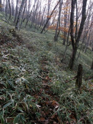 白髪岩西面縦走路最高点付近