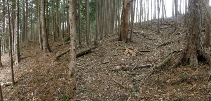 植林内の道