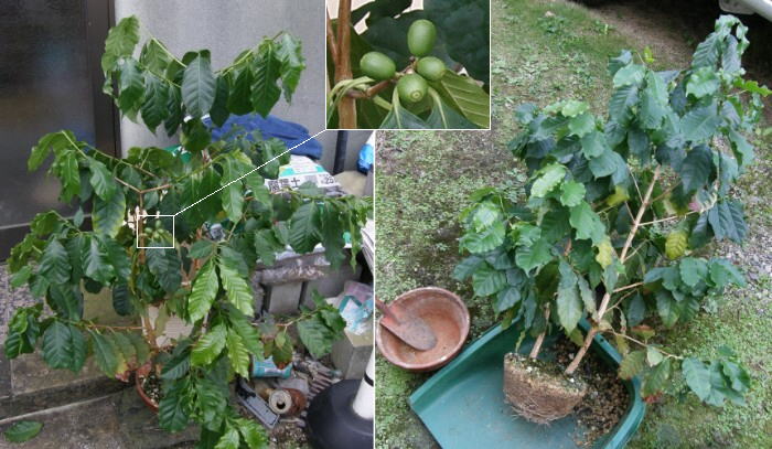 植え替え時